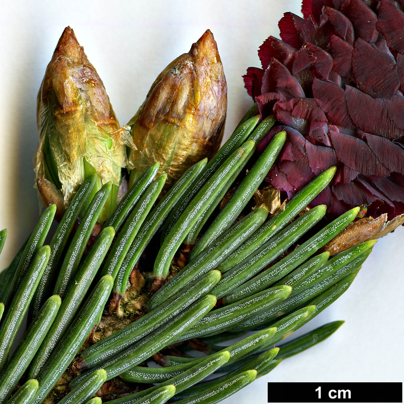 High resolution image: Family: Pinaceae - Genus: Picea - Taxon: likiangensis - SpeciesSub: var. rubescens